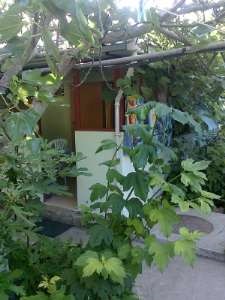 Фотография #3 из 14 - Гурзуф: Дачный домик для 2-х  "хутОрок"